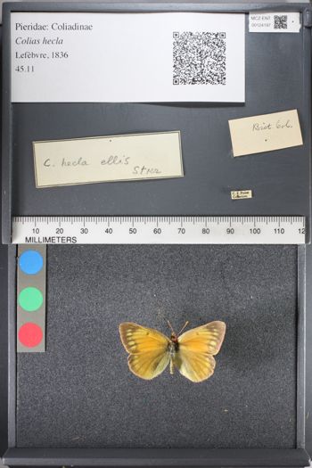 Media type: image;   Entomology 124197